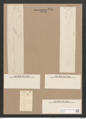 Pleurosigma angulatum strigosum (Queck.) W.Sm. (de-Toni-Nr.: Genus 13, Species 1001) Zeichnungen Sammlung Grunow Nr. 2027 (NHMW-BOT-W0368879)
